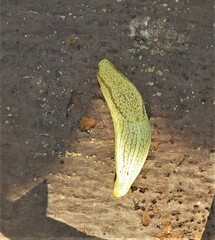 Elisolimax flavescens