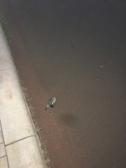 Myiodynastes maculatus