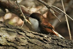 Pygarrhichas albogularis