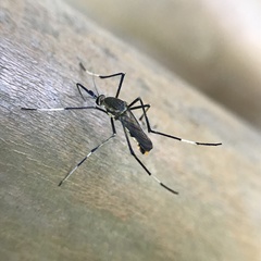 Toxorhynchites speciosus