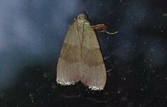 Basacallis tarachodes