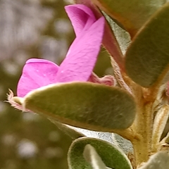 Podalyria hirsuta