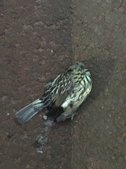 Myiodynastes maculatus