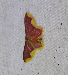 Lophosis labeculata