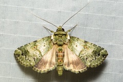 Blenina quinaria
