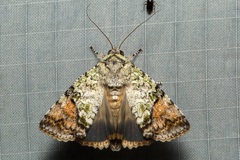 Blenina quinaria