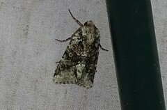 Lacinipolia explicata