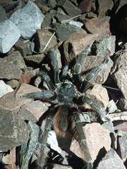 Acanthoscurria