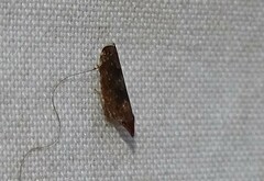 Scaphytopius frontalis