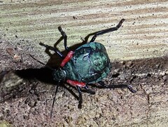 Alcaeorrhynchus grandis