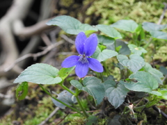Viola reichenbachiana