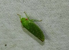 Rugosana querci