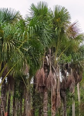 Mauritia flexuosa