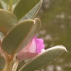 Podalyria hirsuta