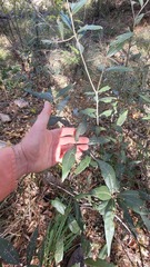 Quercus hypoleucoides