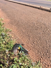 Trogon rufus chrysochloros