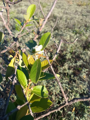 Psidium guineense