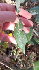 Quercus hypoleucoides