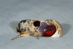 Calymera picta