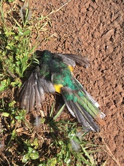 Trogon rufus chrysochloros
