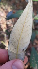 Quercus hypoleucoides