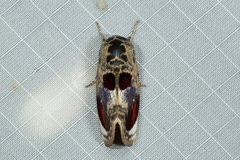 Calymera picta