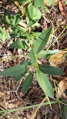 Arbutus arizonica