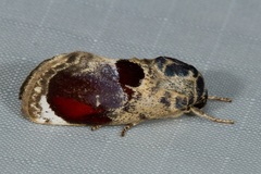 Calymera picta
