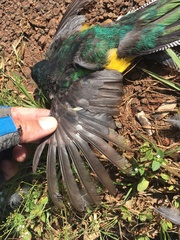 Trogon rufus chrysochloros