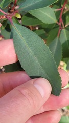 Arbutus arizonica
