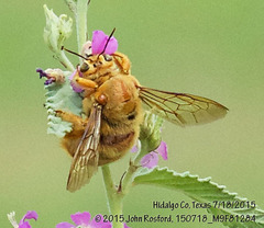 Xylocopa griswoldi