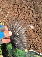 Trogon rufus chrysochloros