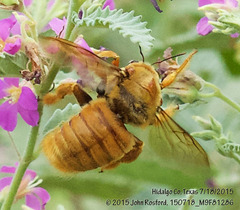 Xylocopa griswoldi