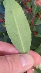 Arbutus arizonica