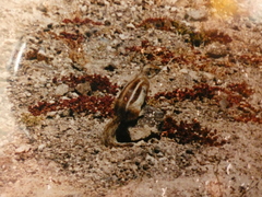 Atlantoxerus getulus