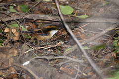 Aphrastura spinicauda