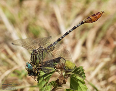 Dromogomphus spoliatus
