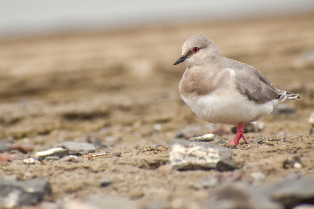 Magellanic Plover photo
