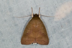 Calymera