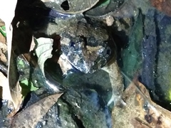 Limnonectes fujianensis