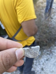 Veromessor pergandei