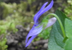 Viola reichenbachiana