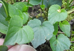 Viola reichenbachiana