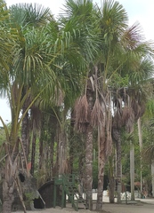 Mauritia flexuosa