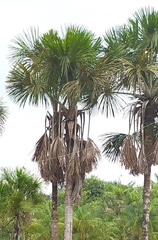 Mauritia flexuosa