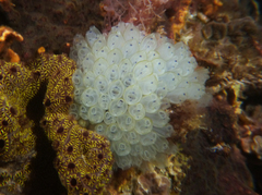 Clavelina moluccensis