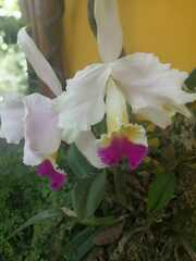 Cattleya trianae