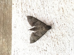 Pachylioides resumens