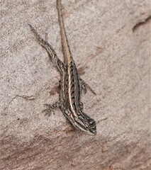 Sceloporus cowlesi