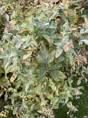 Neoerysiphe galeopsidis